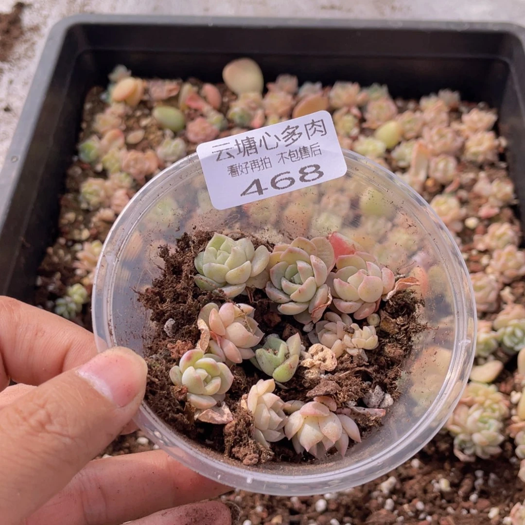云糖心多肉植物468