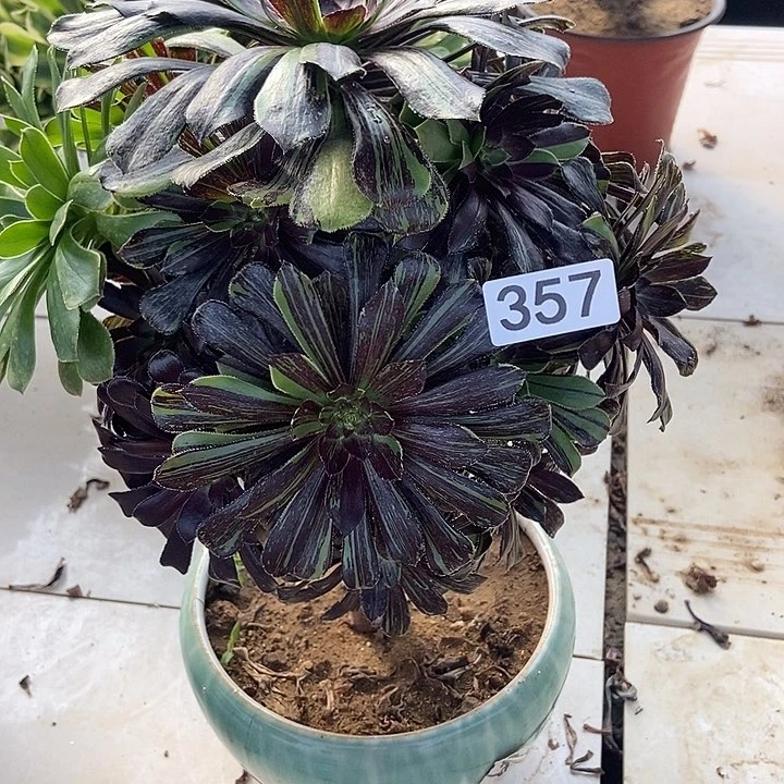 水墨丹青357多肉不包断