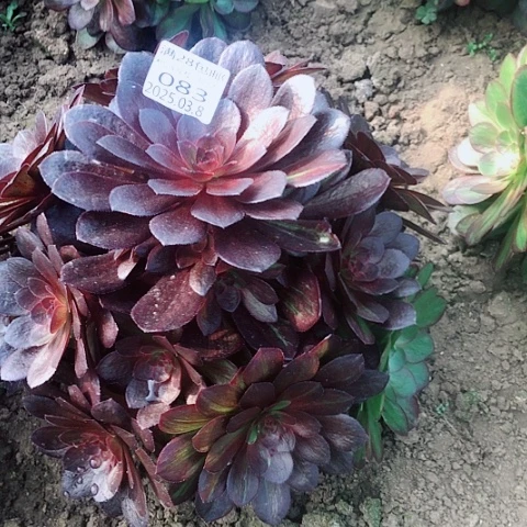 张*丫3.8-83花花公子多肉植物