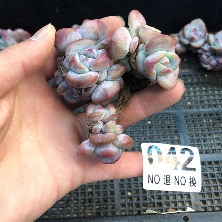星影石榴籽福利出咯 042