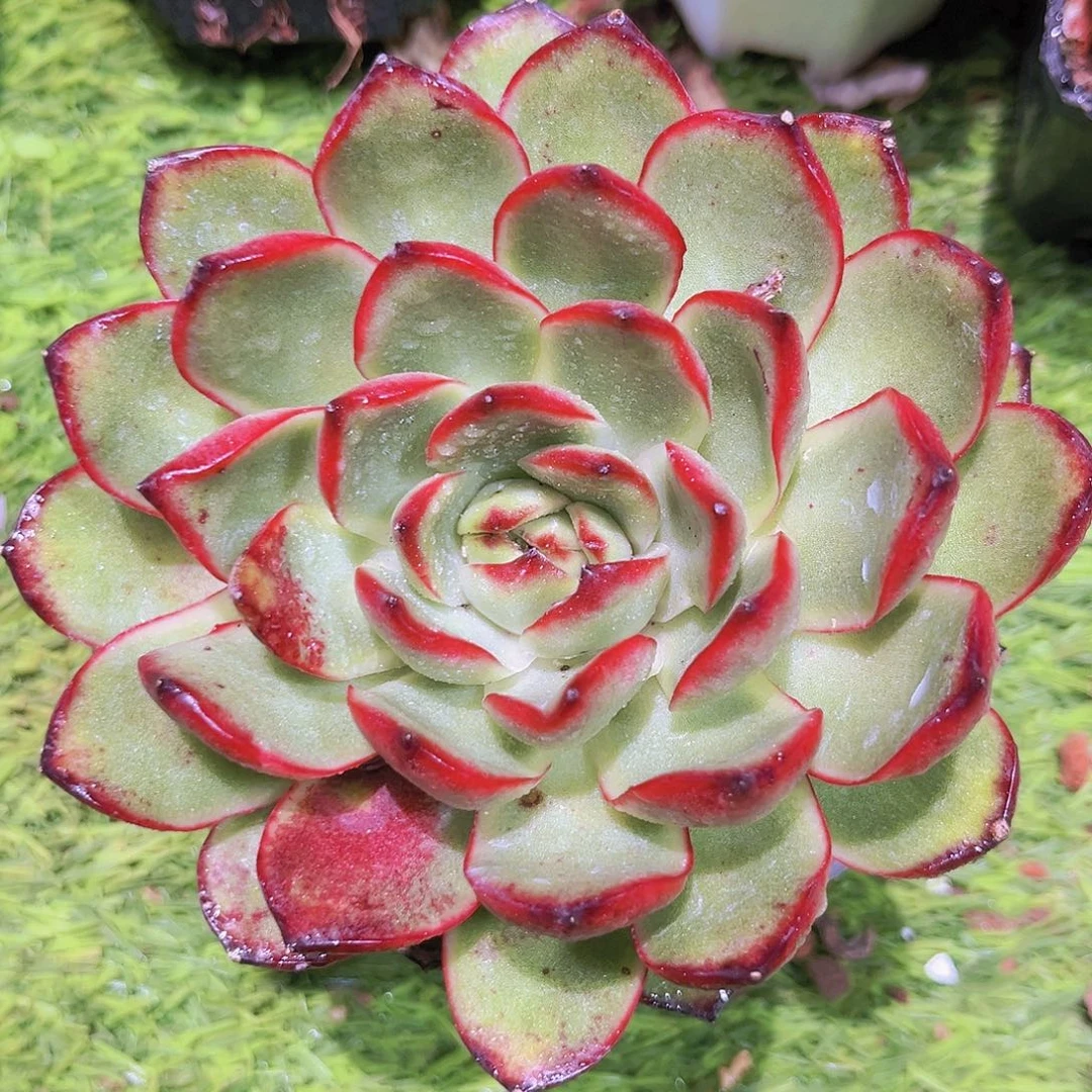 36号8878889888988998