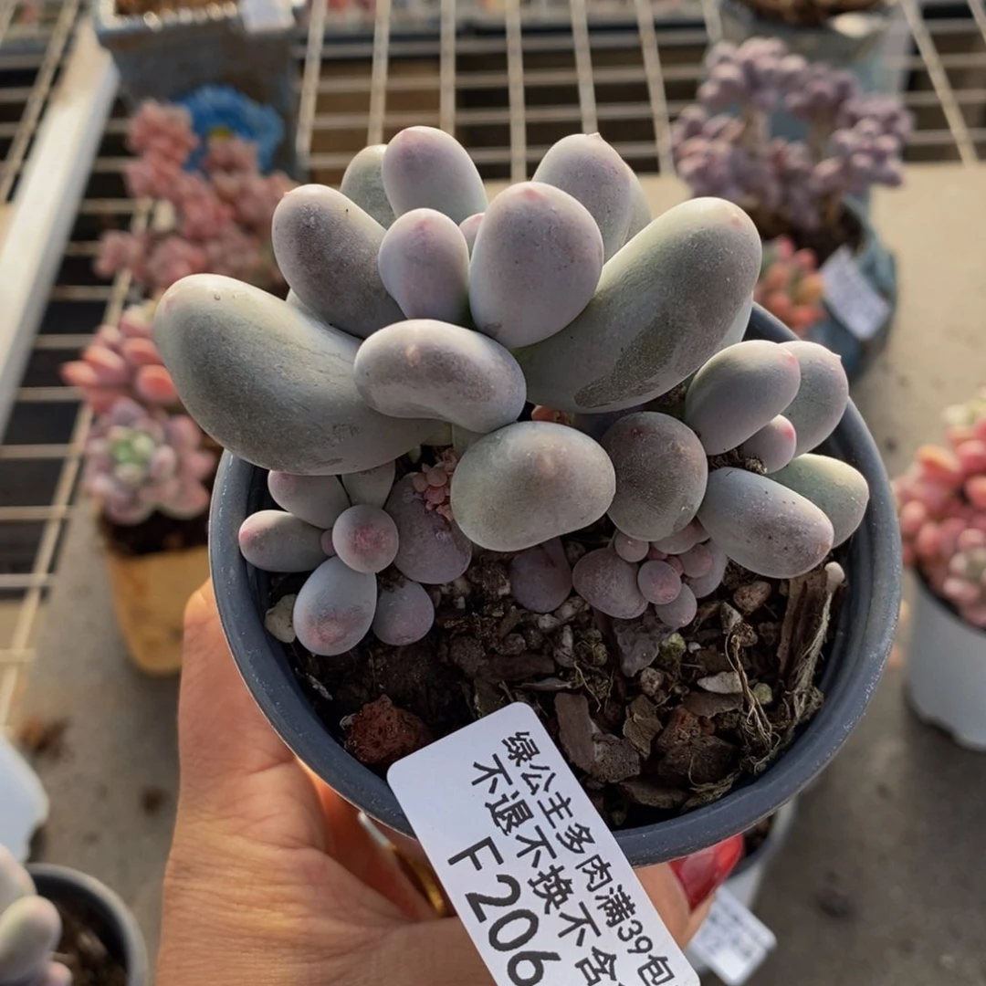 米可奶酪206/8c m