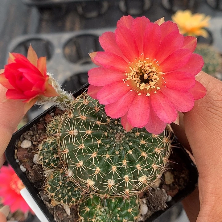 430 实生丽花7厘米盆