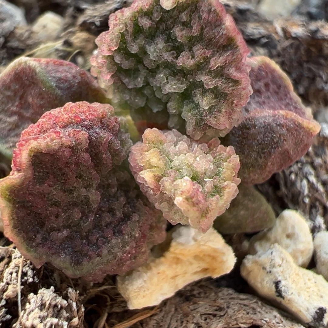 实生新品鱼鳞倒刺多肉植物