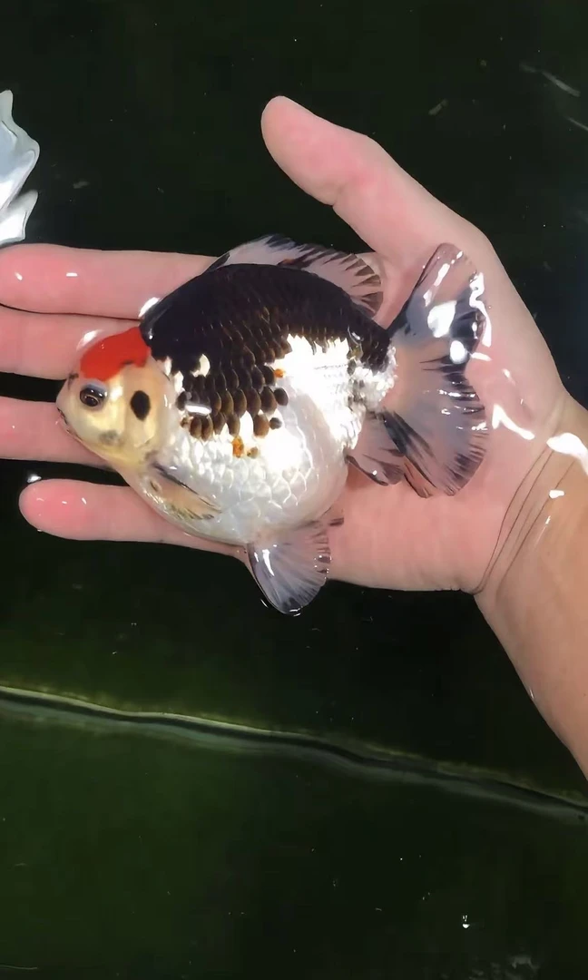 进口印尼黑白熊猫三色玛丽泰狮好养耐活