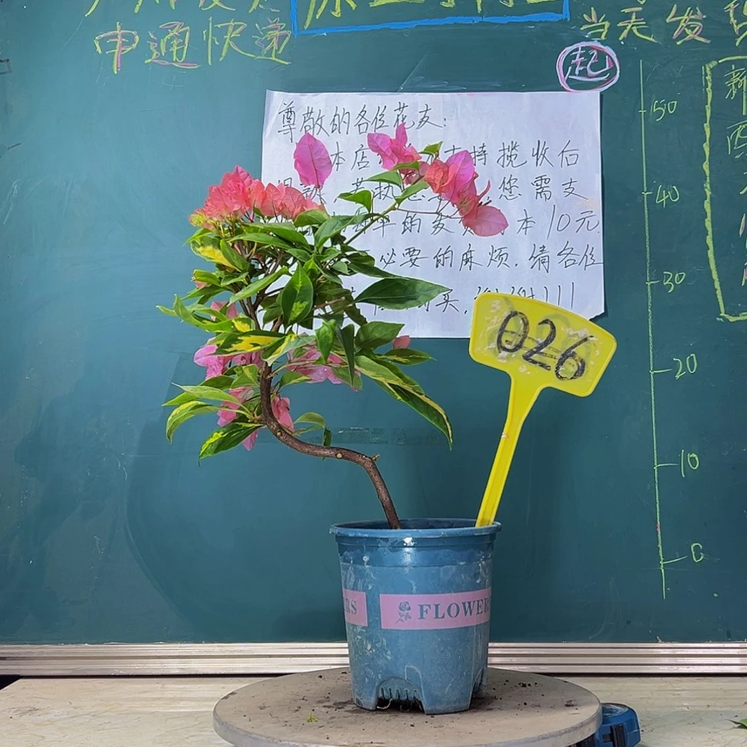 当前无花栽培后可以开花 造型  橙白橙粉  026
