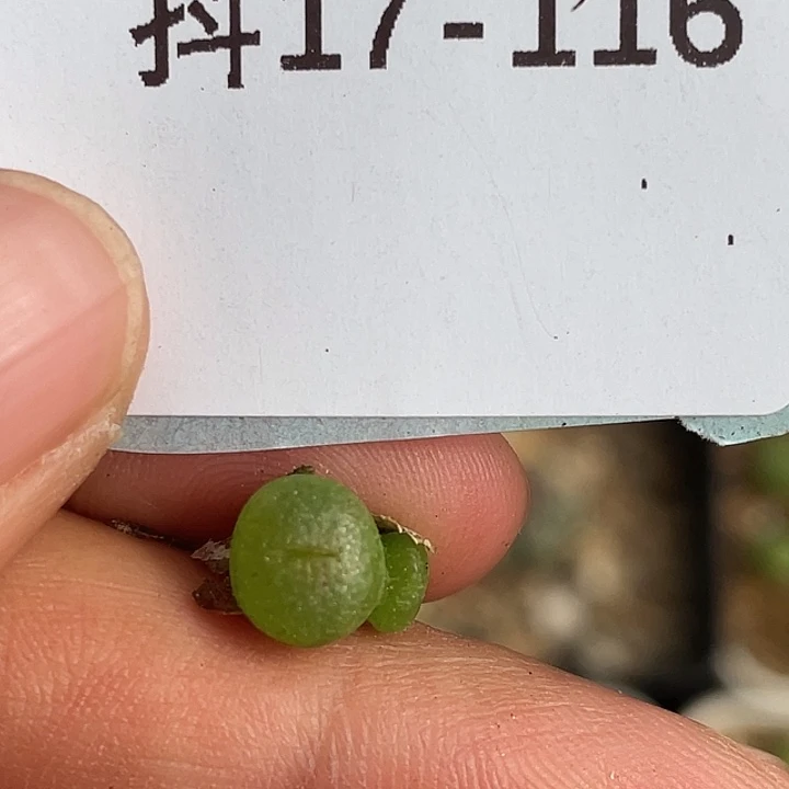 17-116勋章多肉植物