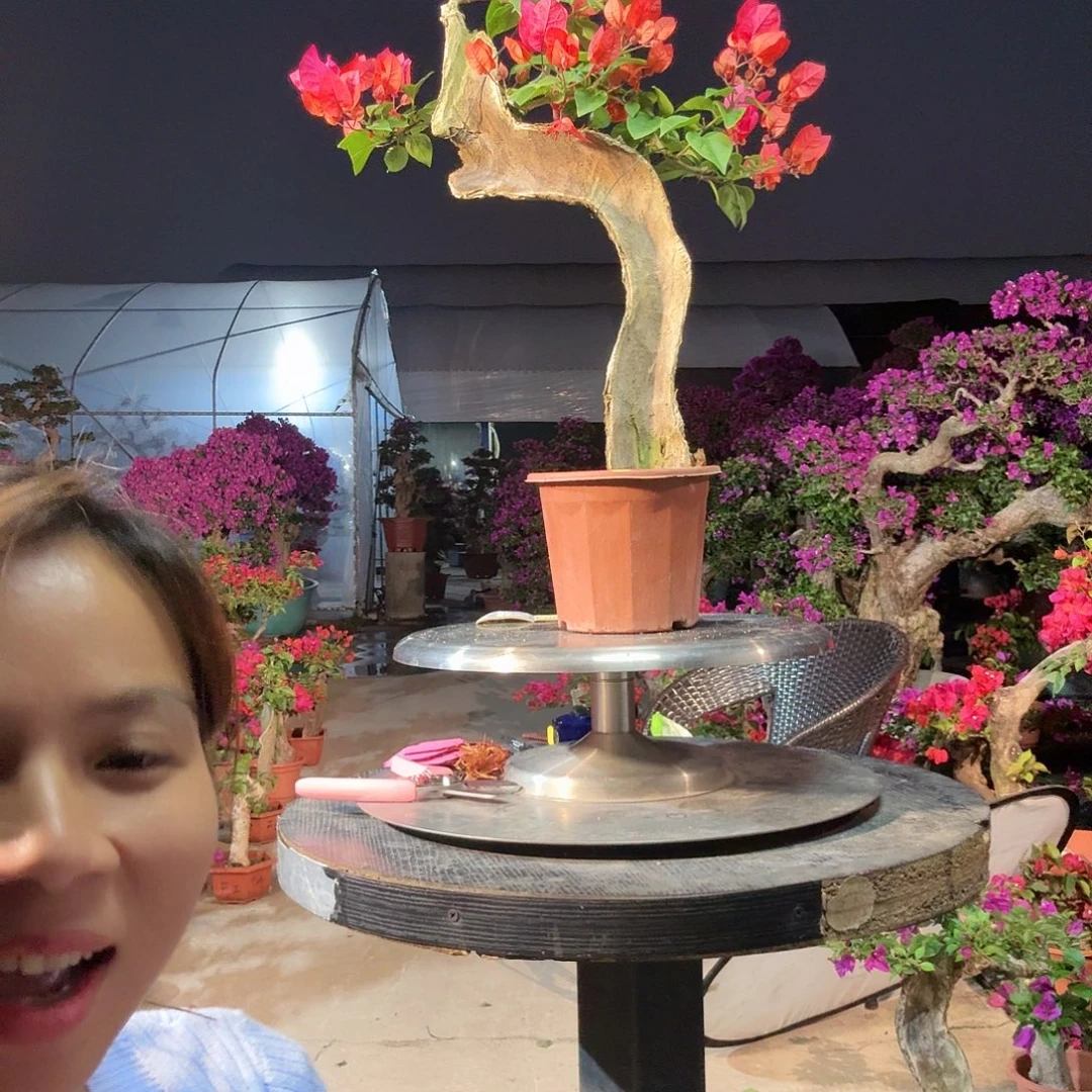 吕***飞无花朵同安红三角梅