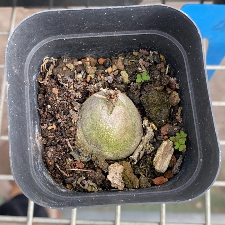 伯克利和格兰两位著名音乐人