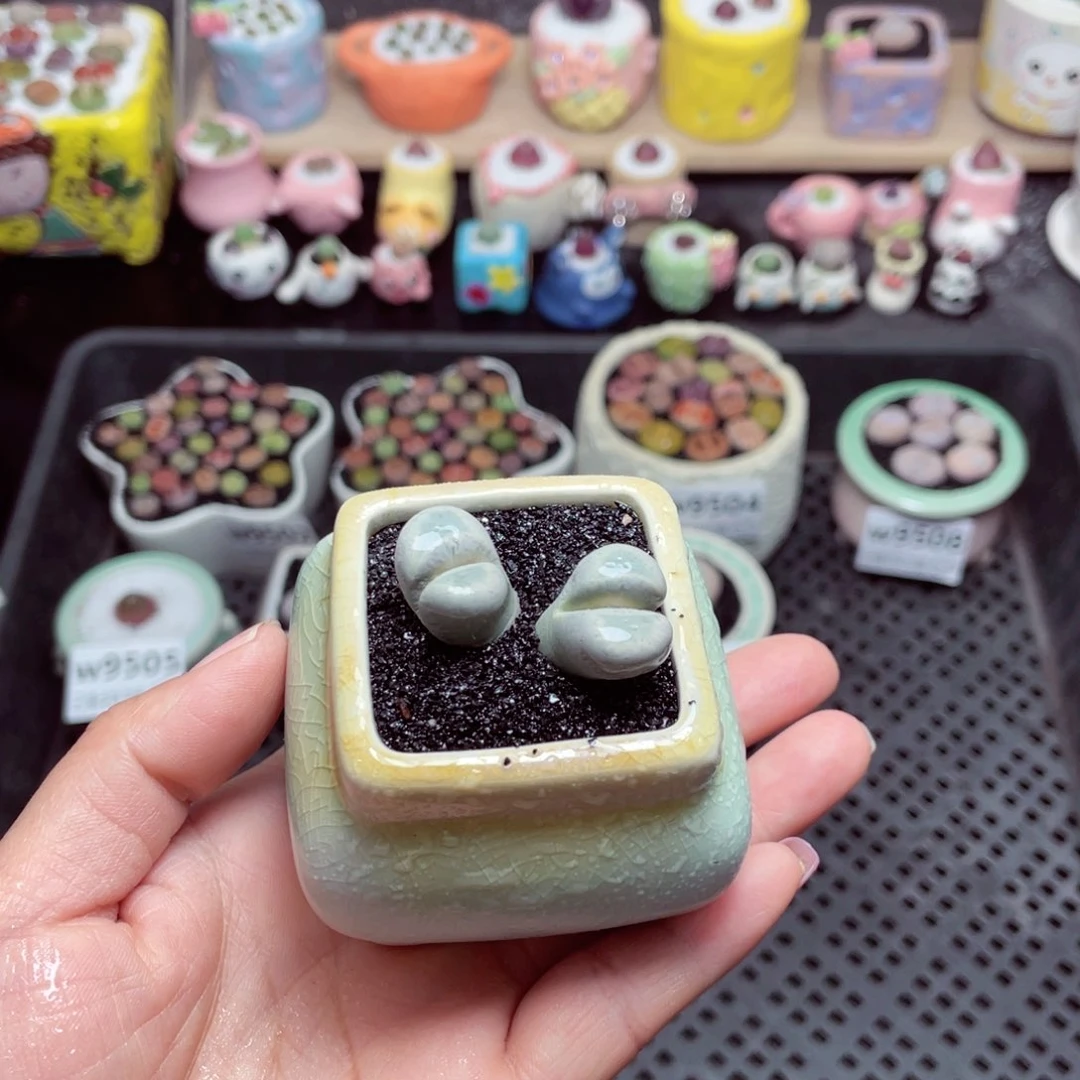 w9510 带盆土发货-零下地区拍保温箱