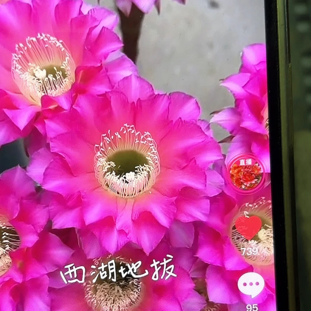 地拔侧牙20包邮仙人球37