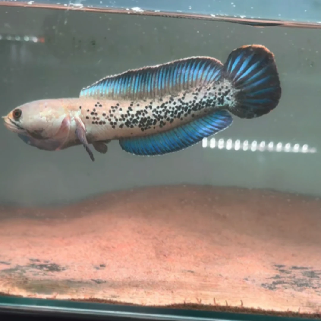 精品鬼王雷龙20+ 会咬缸