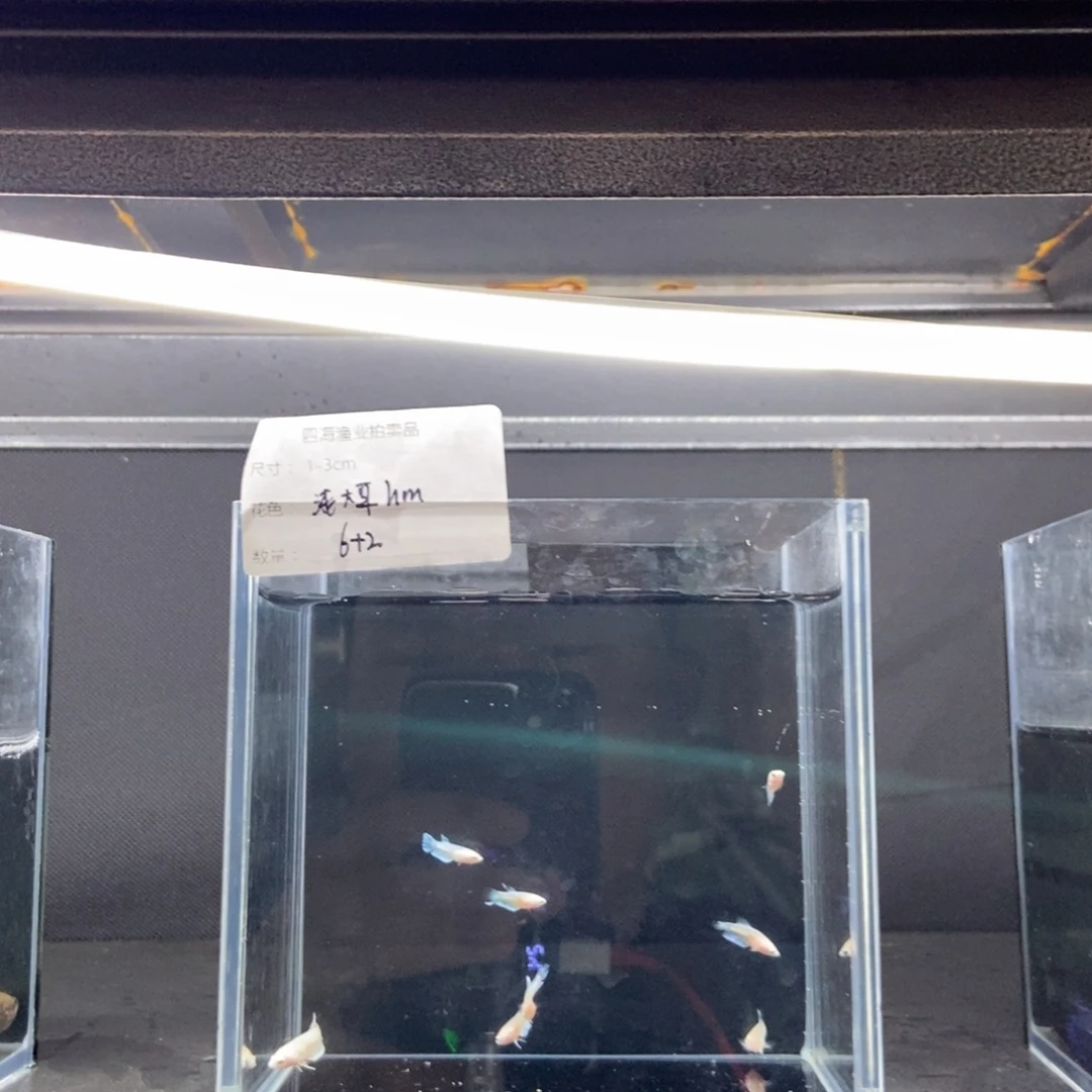 斗鱼包活不包损所见即所得043