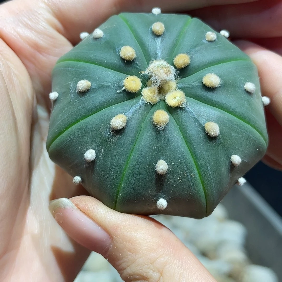 5.5cm实生琉璃海星兜