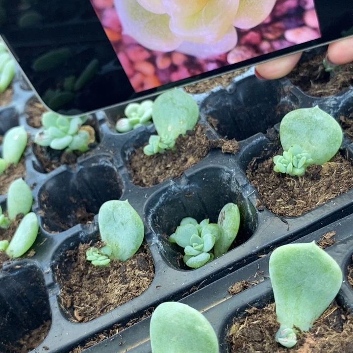 甜心190芽苗一个多肉