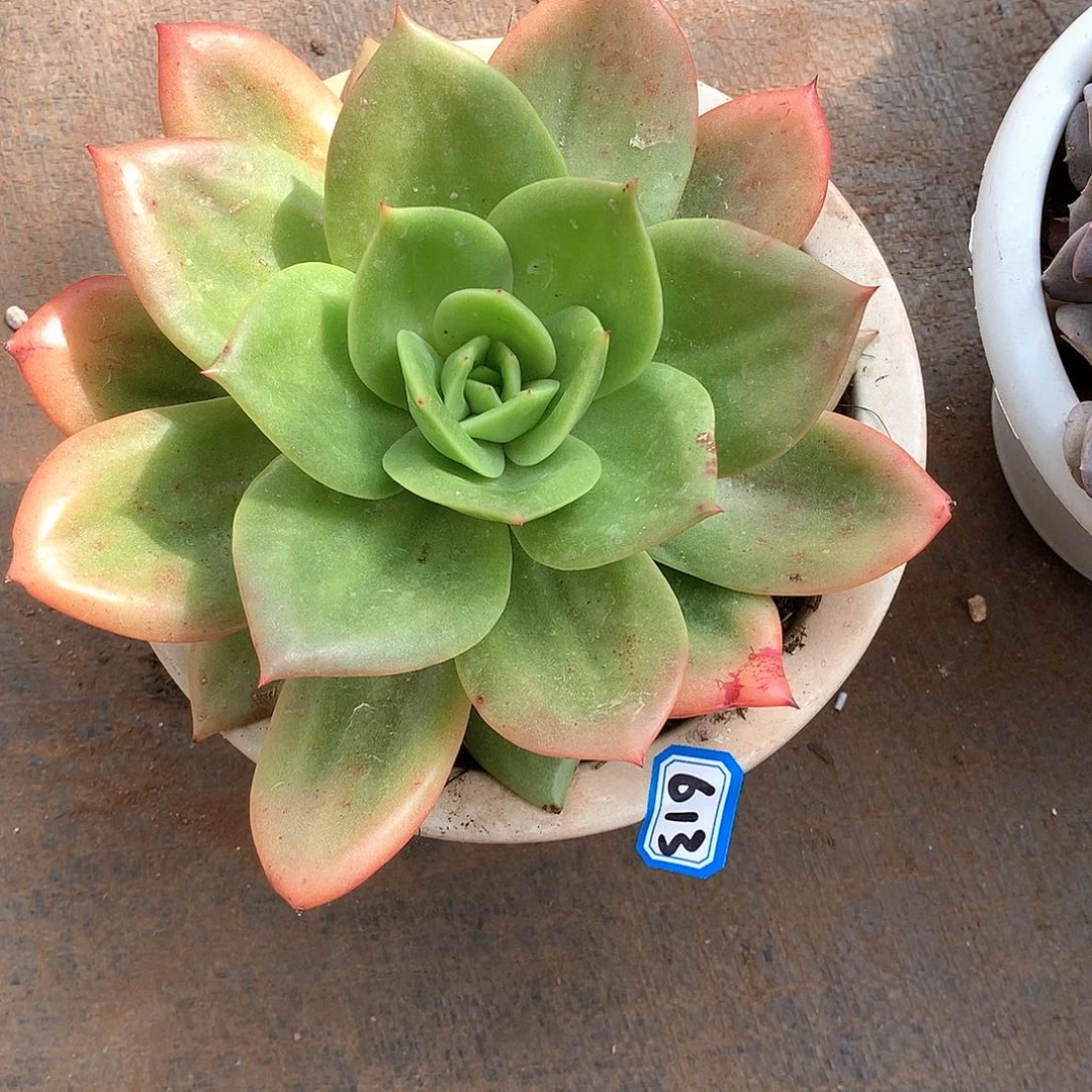 613杂 一物一拍多肉