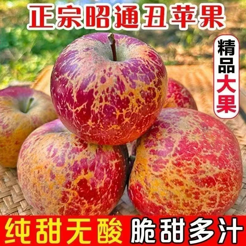 云南昭通丑苹果红富士/新鲜采摘/脆甜多汁/产地直发/纯甜苹果M