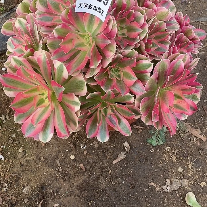 多肉植物女巫699多肉