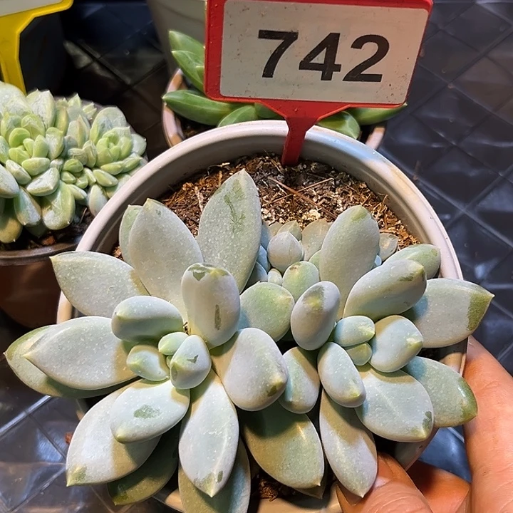 多肉植物胖体哥特742