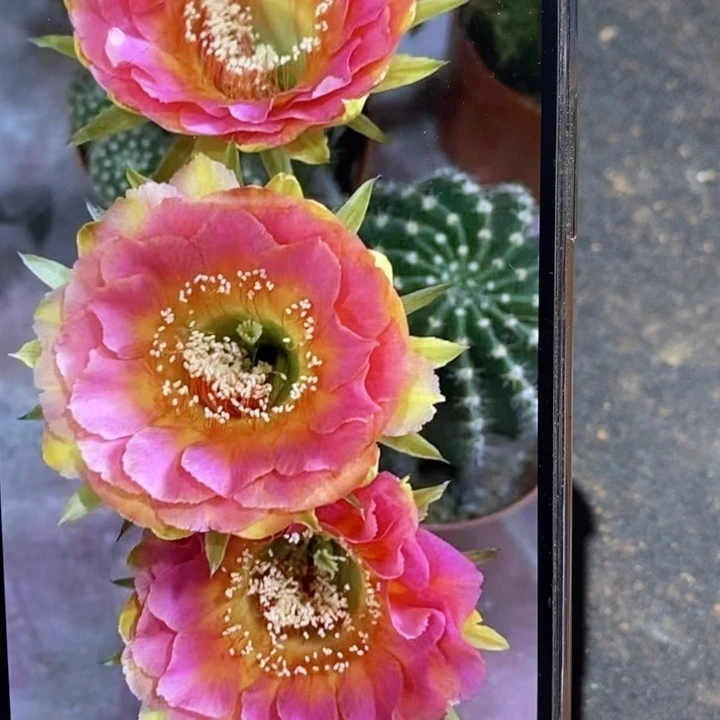 彩草香妃侧芽2.5公分左右