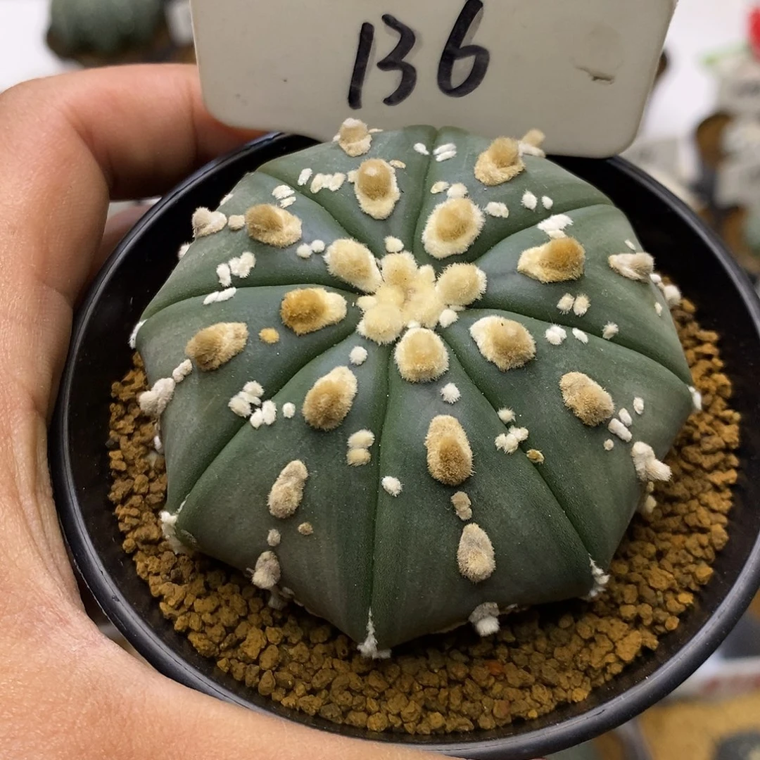 136福利特价咯啦了一份