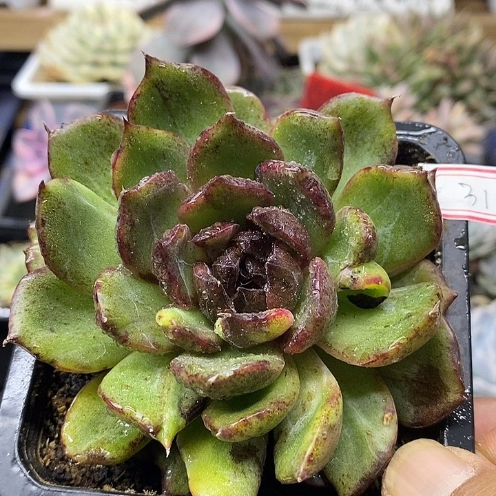 1831 黑水晶变异带锦