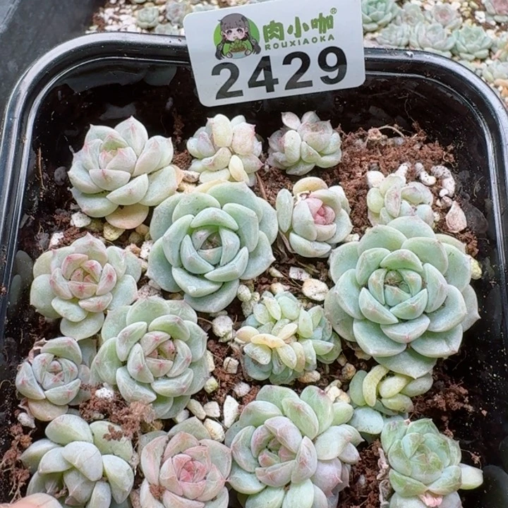 多肉植物多肉植物