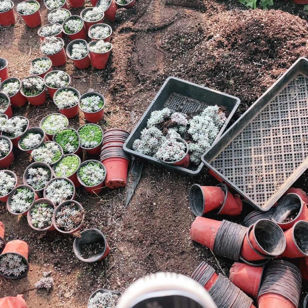 白菊一物一拍一筐不包整