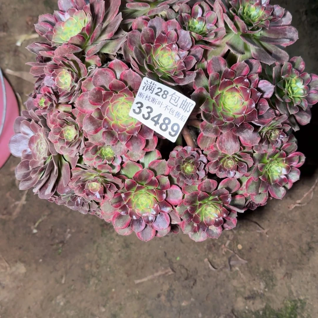 33489安娜多肉植物