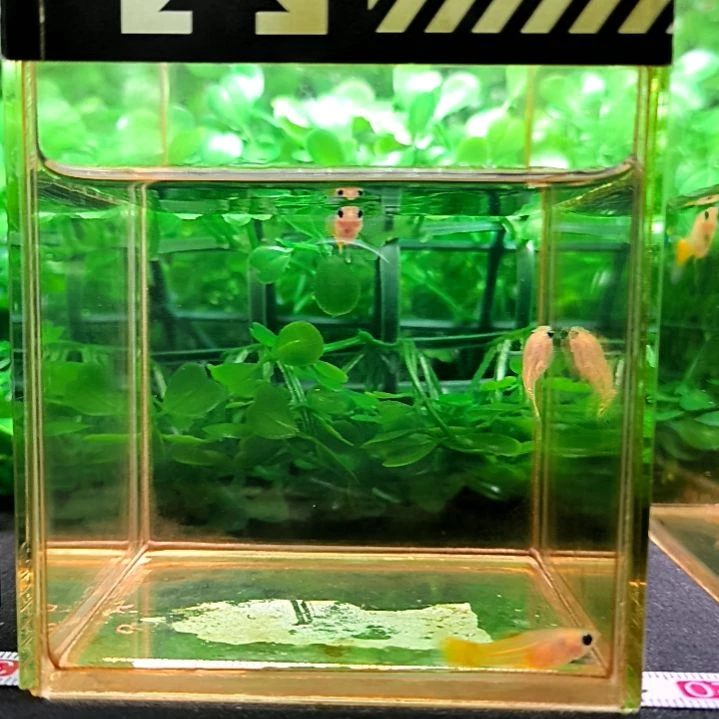 海水孔雀鱼黄金玻璃猫三条。