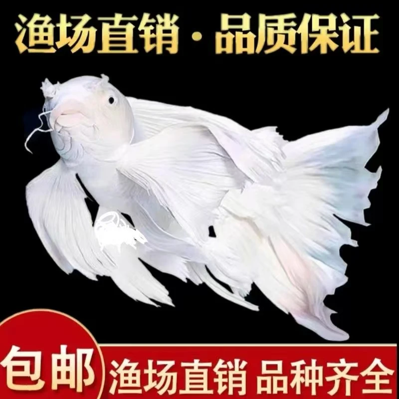 纯种精选蝴蝶鲤观赏鱼锦鲤大鳍大尾短身冷水鱼好养耐活包活到家