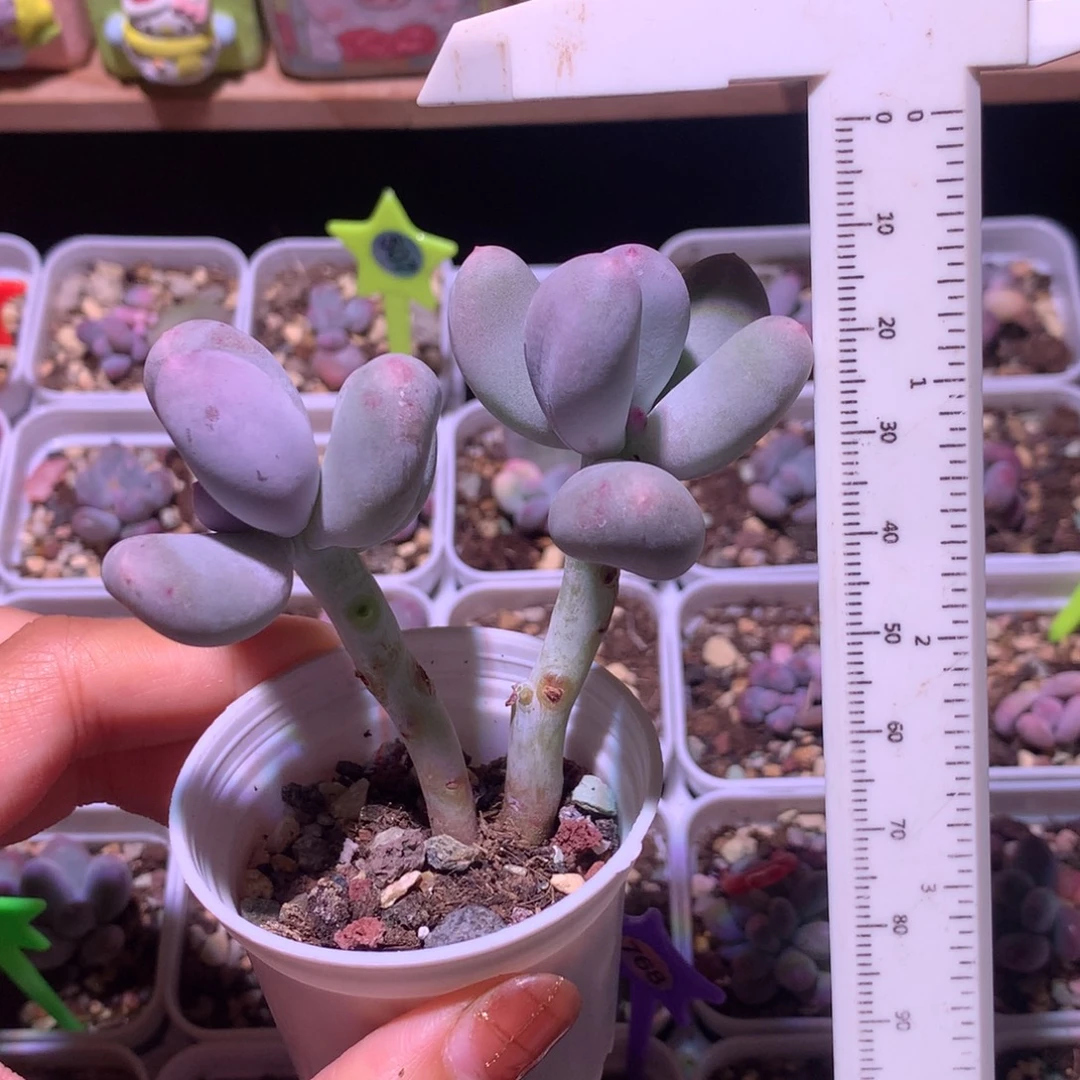 米可奶 精品韩国奶酪多肉