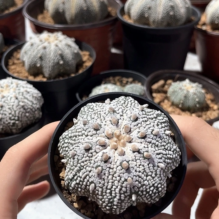 奇迹实生一物一拍兜球