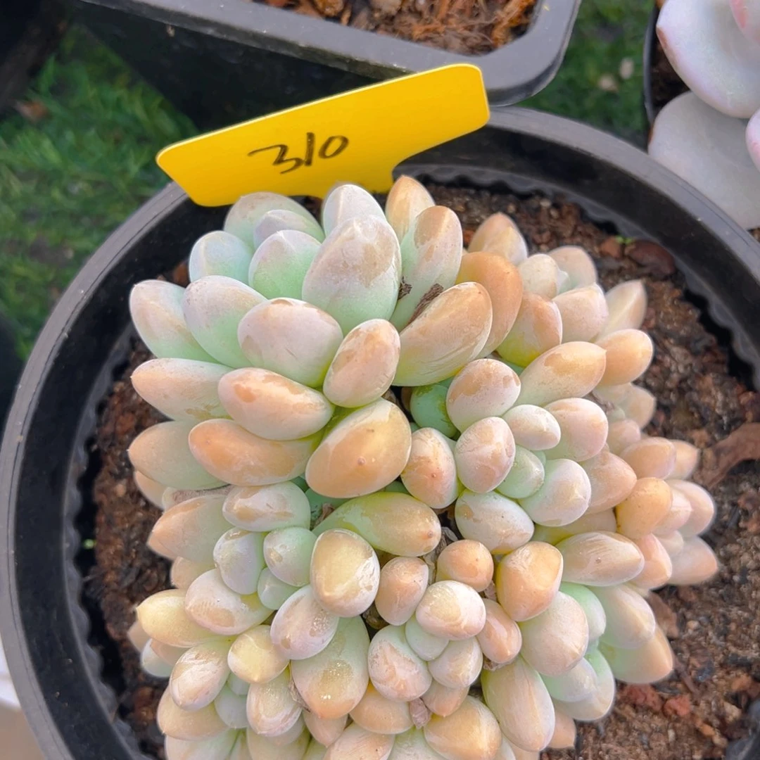 福利来啦打脸的一个