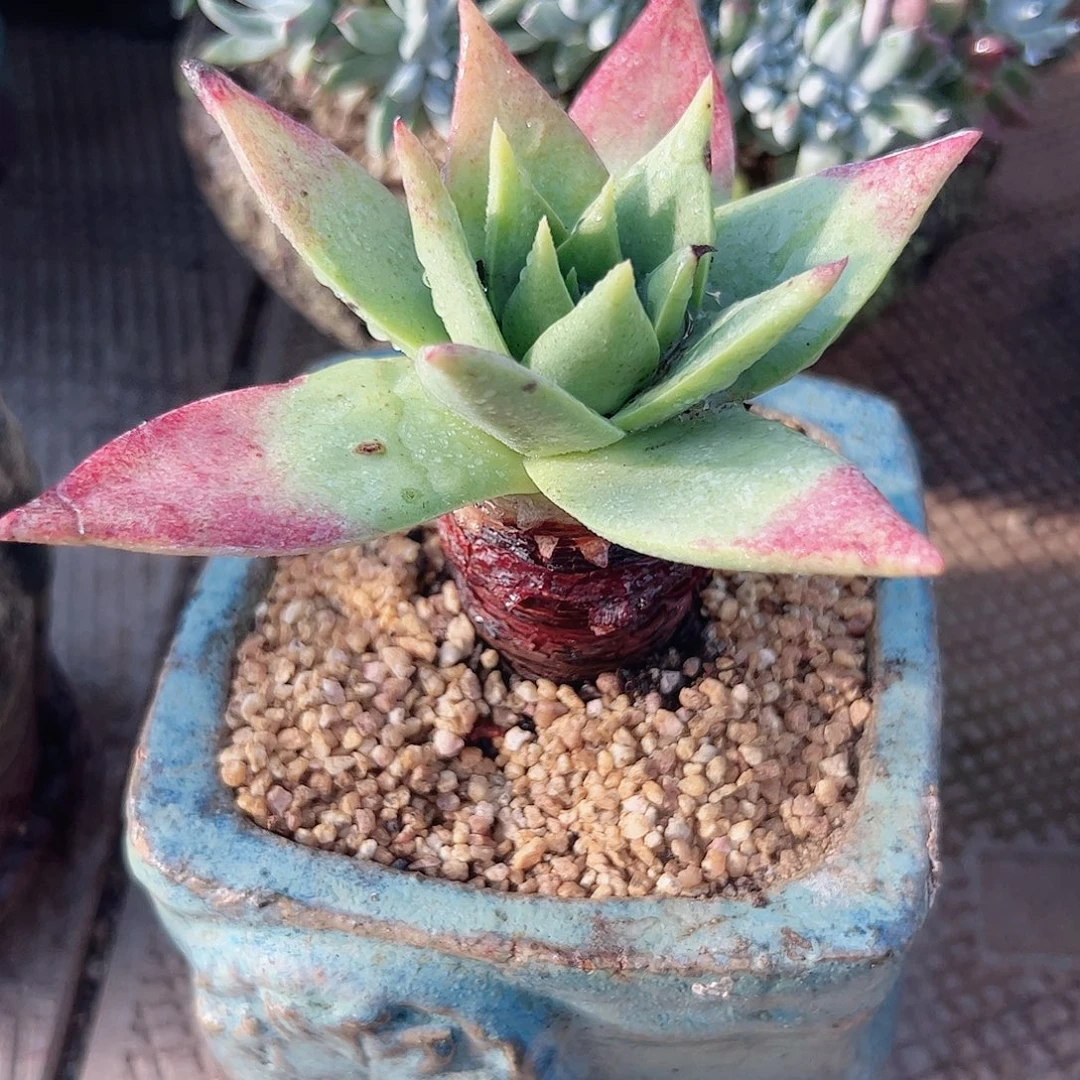 3410坎黛拉贝若仙女杯