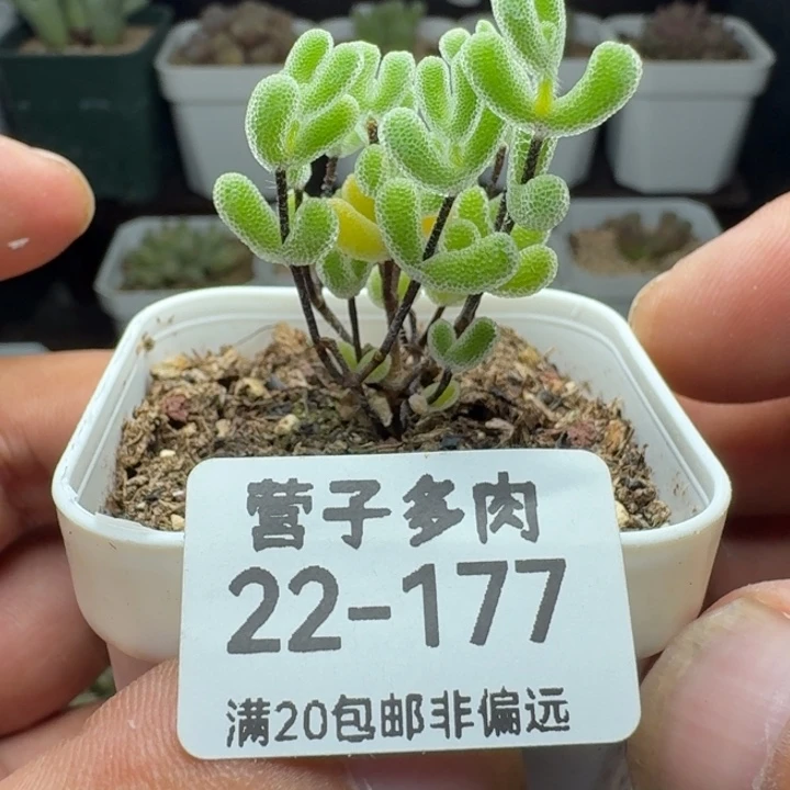 小星星枝干带盆土。