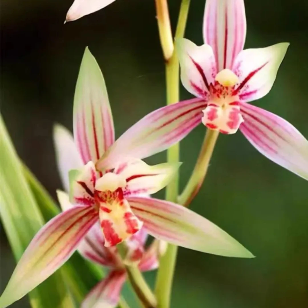 彩云丹霞  建兰精品浓香型兰花绿植适合室内办公室养殖