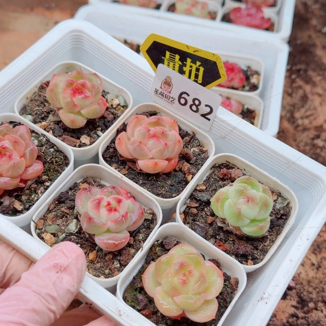 多肉植物多肉植物