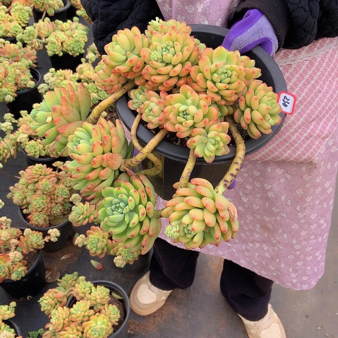 伊***老三多肉一物一拍家里230香格里拉