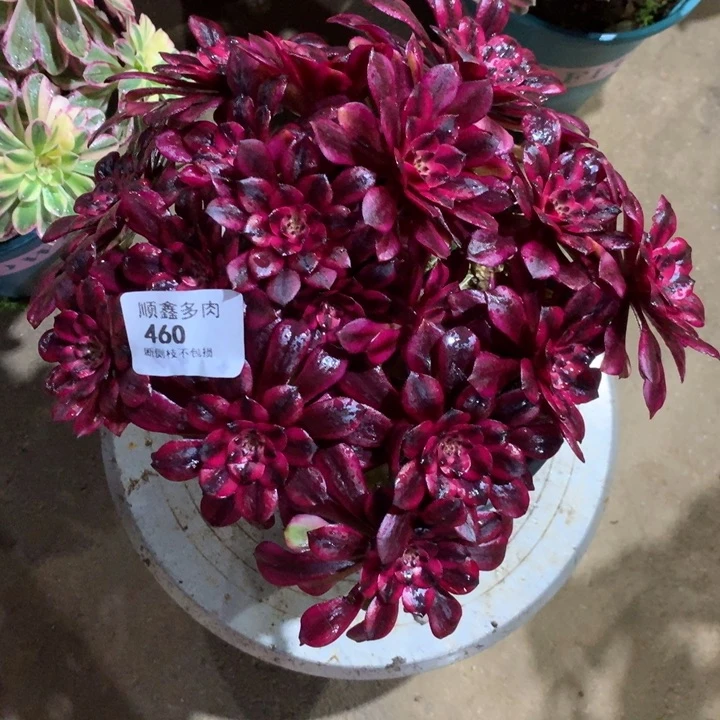 460美肌多肉植物