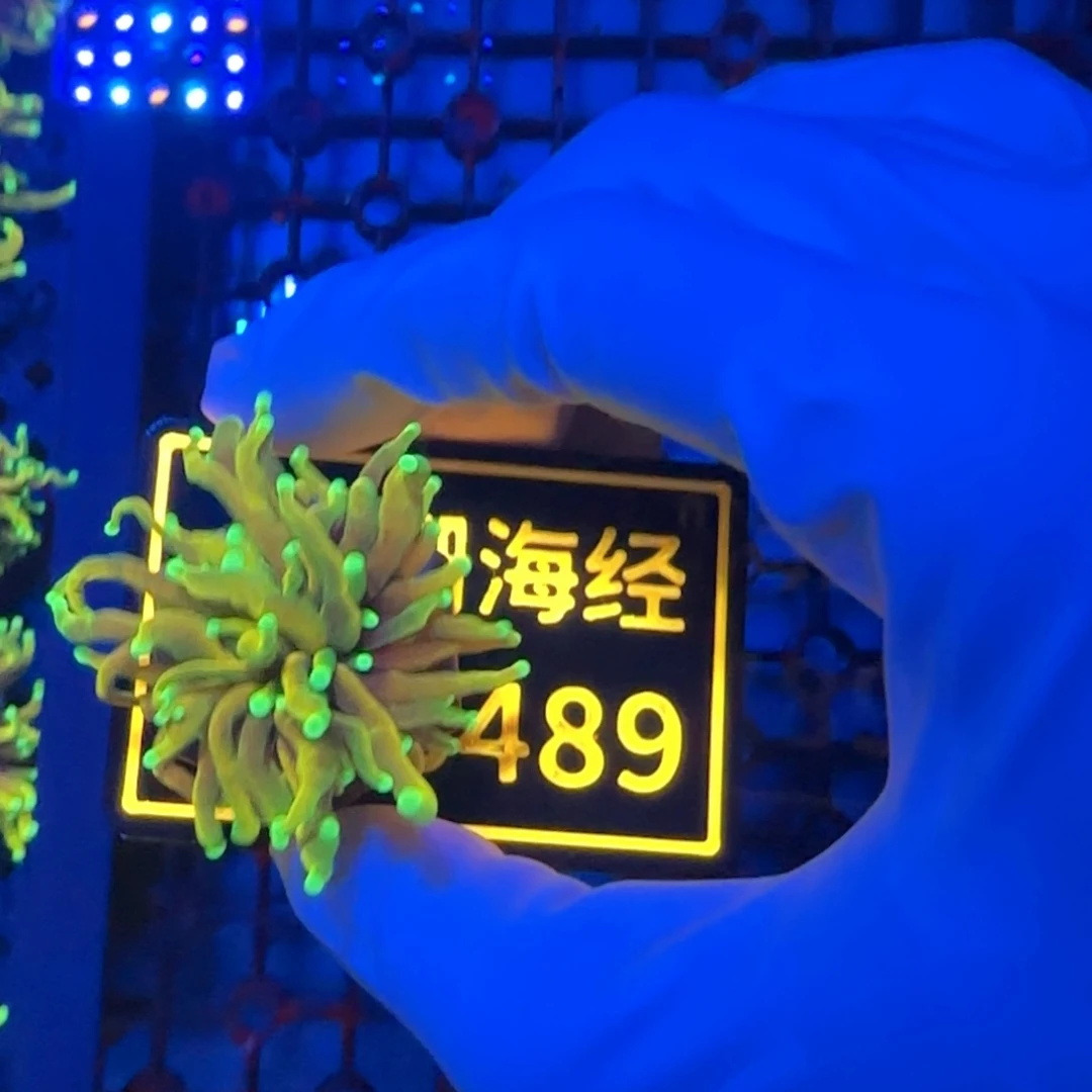 刘***呢纽扣珊瑚又又不包邮龙魂金B489