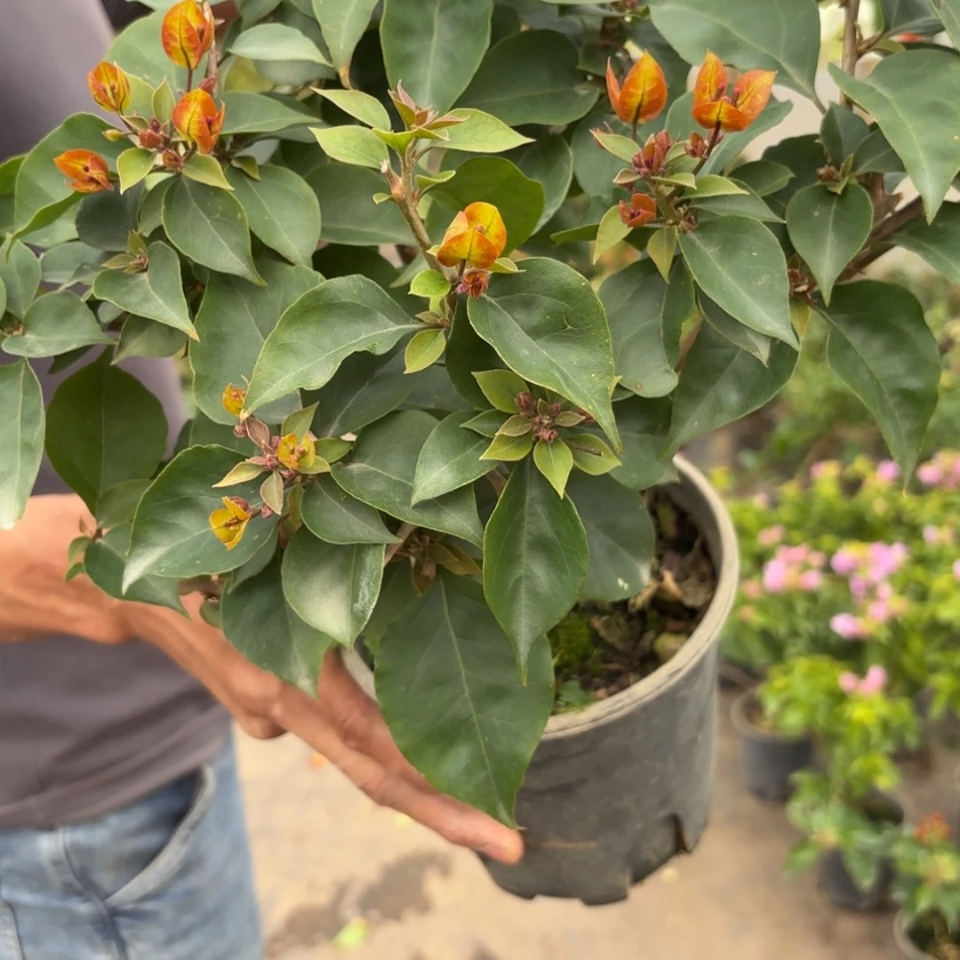 完全开放（莫吉托）三角梅会落花落叶会光杆苗情有大有小