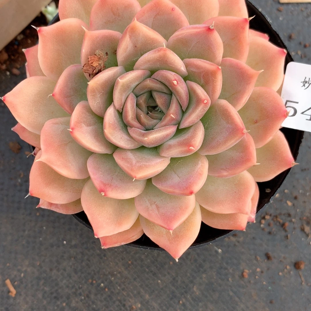 呼*5459杂交多肉植物