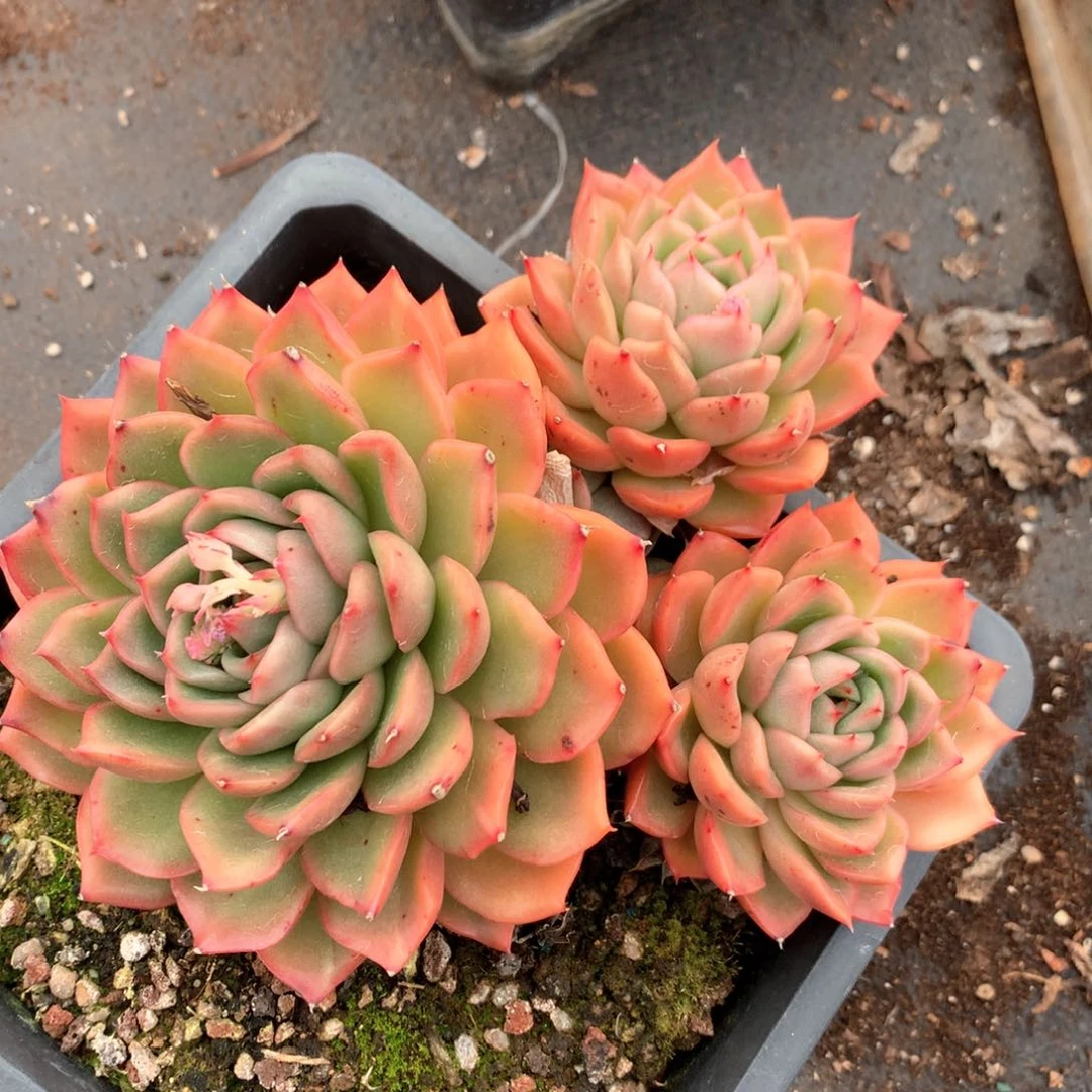 5059杂交多肉植物