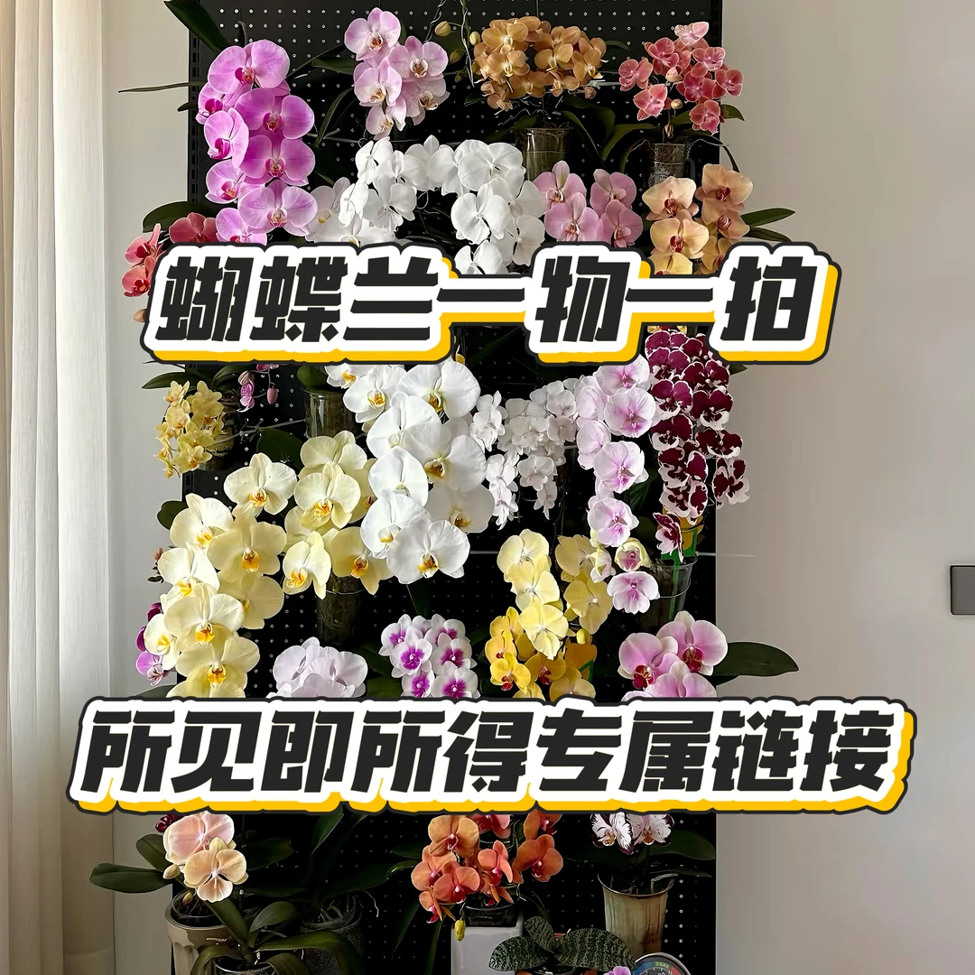 蝴蝶兰【一物一拍】 蝴蝶兰源头基地发货 所见即所得   鲜花室内