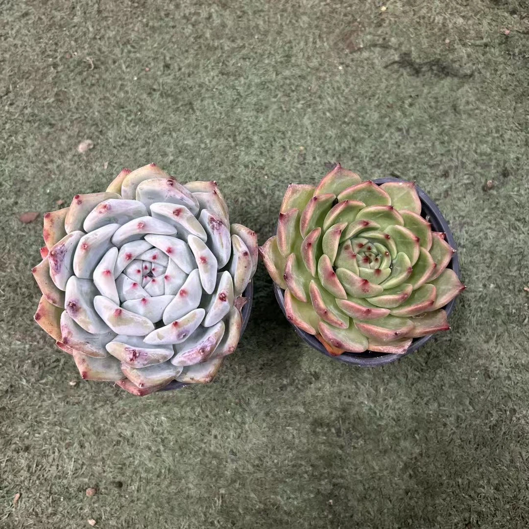 白拉糖+白龙       多肉
