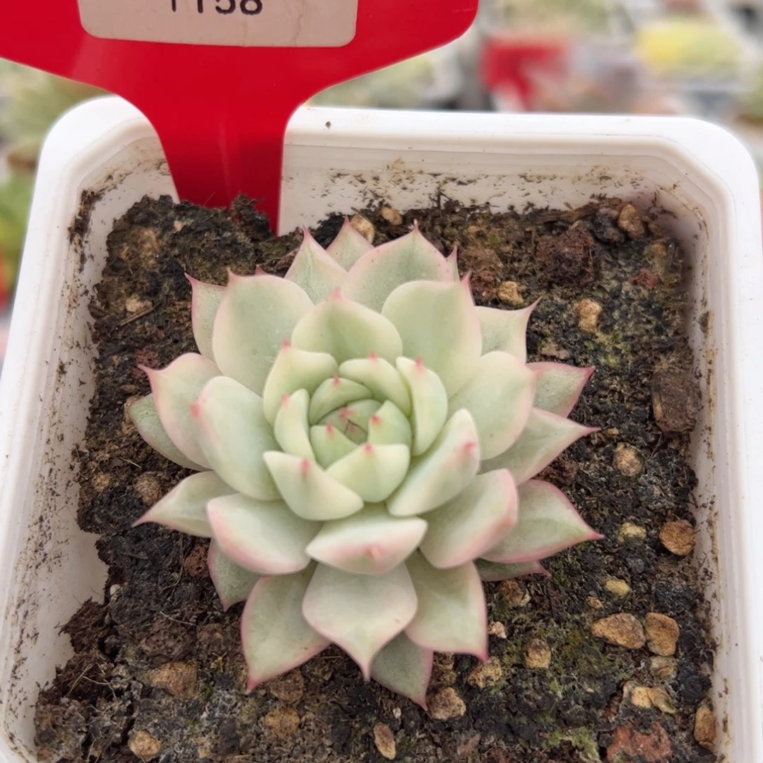 1158号tp锦多肉植物