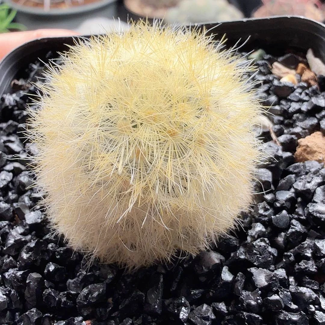 侧芽佛头嘉文丸脱土发货