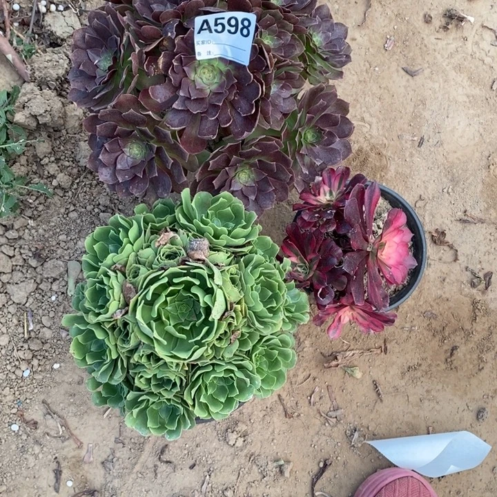 完全开放598组合套餐多肉植物