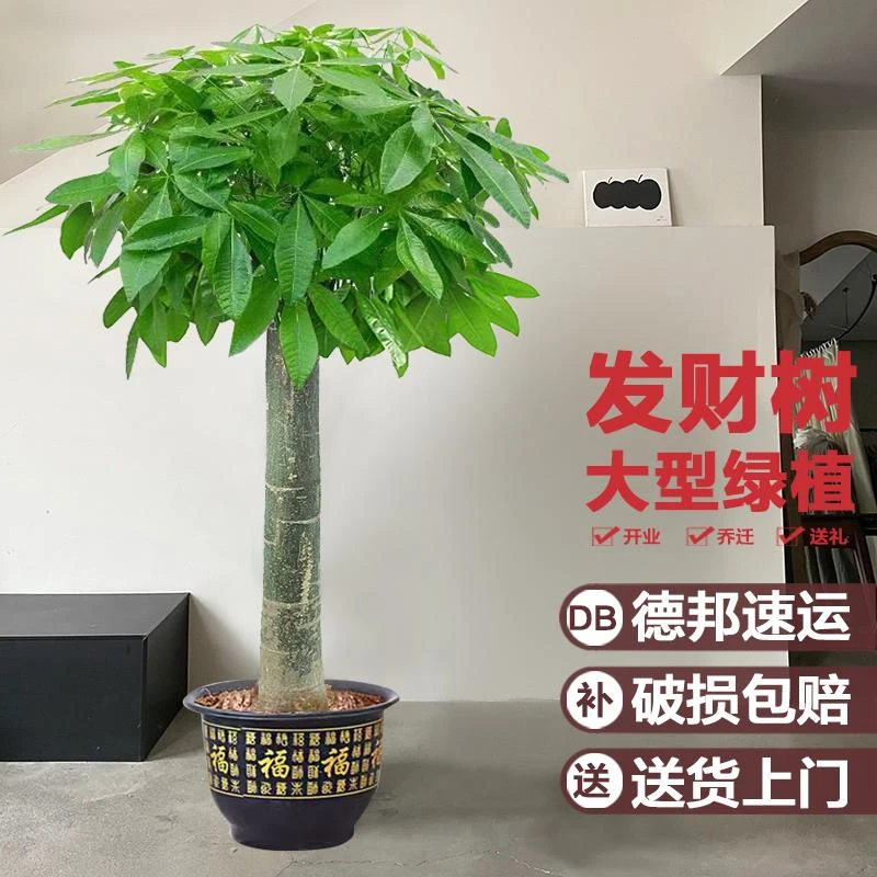 发财树客厅绿植盆栽大棵室内大型步步高招财树植物办公室乔迁开业